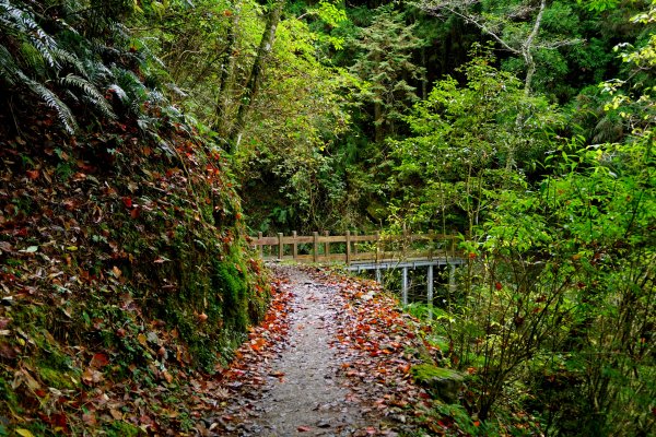 檜山巨木森林步道481528