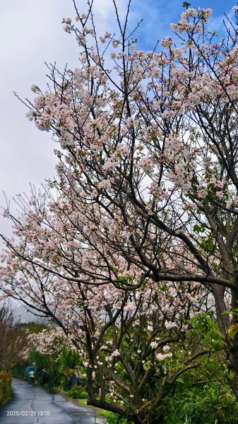#十八份拐圳步道 #墨染櫻 2/212717225