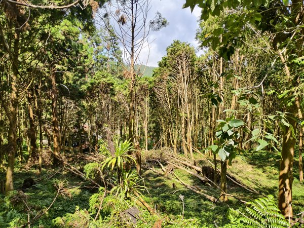 [百山百鳥尋旅-05/15] 2025_0830 溪頭賞鳥步道_銀杏步道2875519