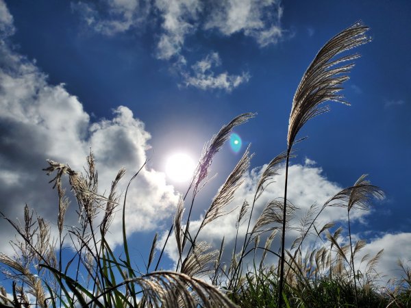 阿興阿賢秋芒宅急便（無耳茶壺山、半屏山、燦光寮山）+哈巴狗岩738456