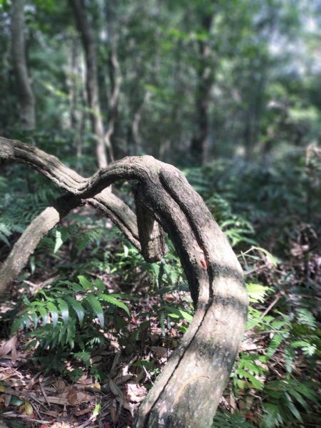 北宜路-崎頭崙山-六分山-肆方巖-楣子寮溪-銀河洞O型走2139125