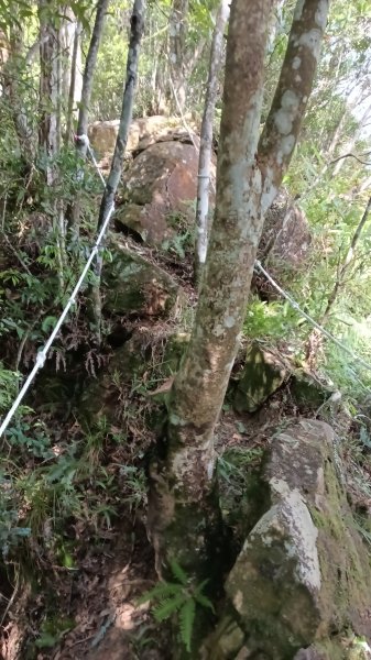坪林區仁里坂山-火炎山未竟跟聯合艦隊除草去3125124