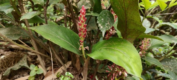 2025/05/01-凌空廊道上李崠山2775475