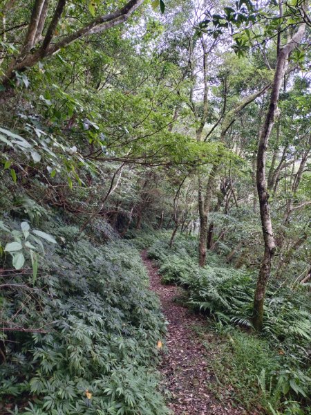 新店桂山路197巷-產業道路-幽靜山路-潺潺小溪-幽靜山路-原路折返2321885