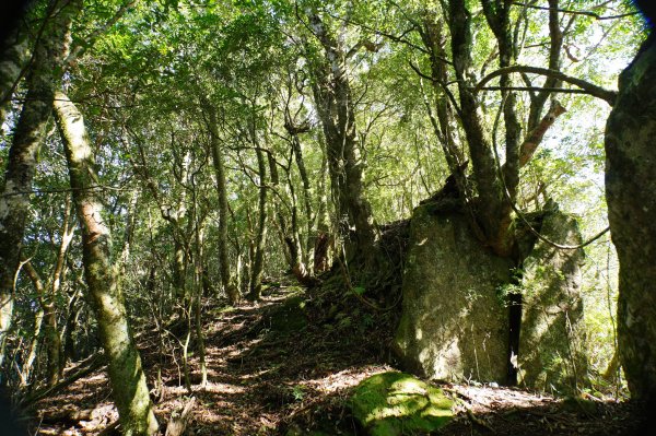 新竹 尖石 東穗山、島田山2939433