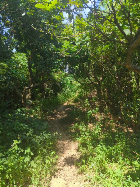 2025.10.05－阿罩霧山、中心瓏步道2908082