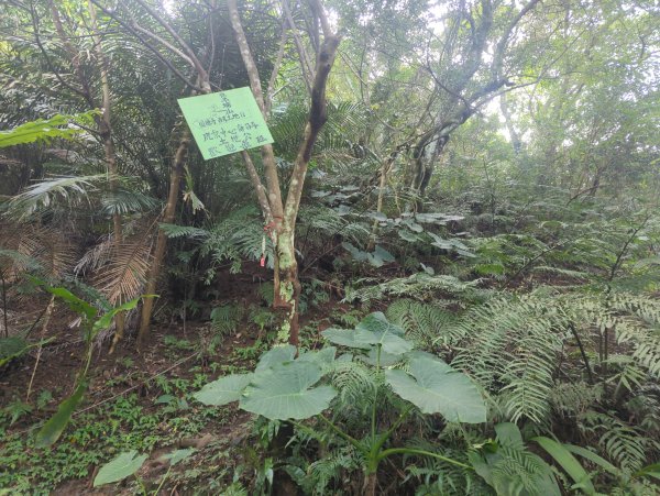 2026.01.25－微笑山線：【天上山系】烘爐地土地公段2994592
