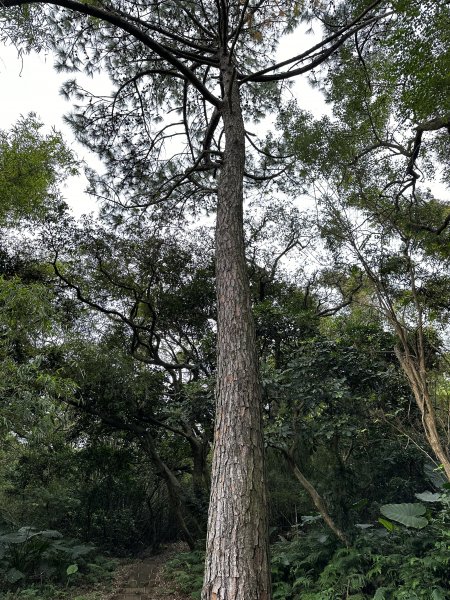 醉翁之意不在酒的【五酒桶山步道】輕鬆走～1900642