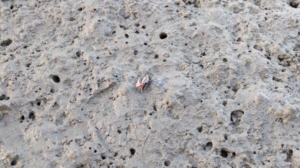 牛罵頭,梧棲出張所,高美濕地2334076