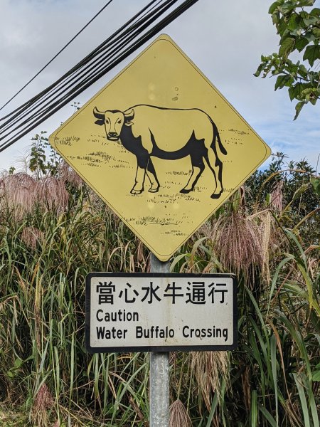 碧山 梅花山 五指山 帕米爾公園1161264