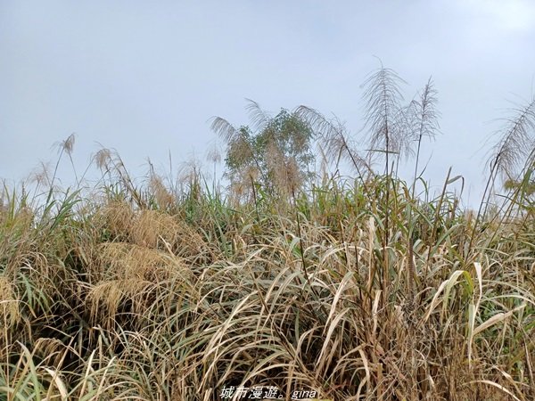 【台東。 太麻里】沒有金針花只有狹窄的山路。 小百岳集起來。 編號94小百岳-太麻里金針山步道1644030