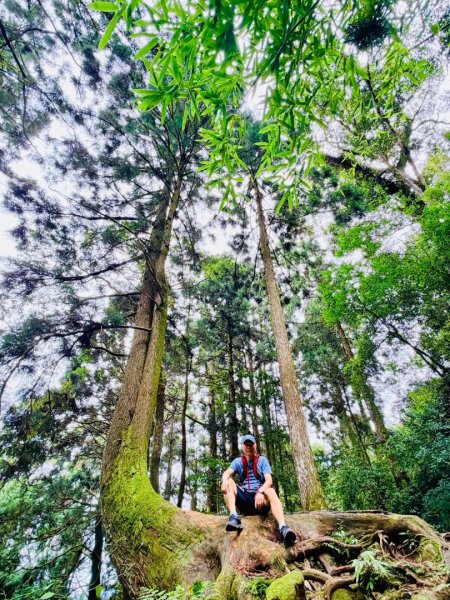 1150730嘉義大凍山之旅3092616