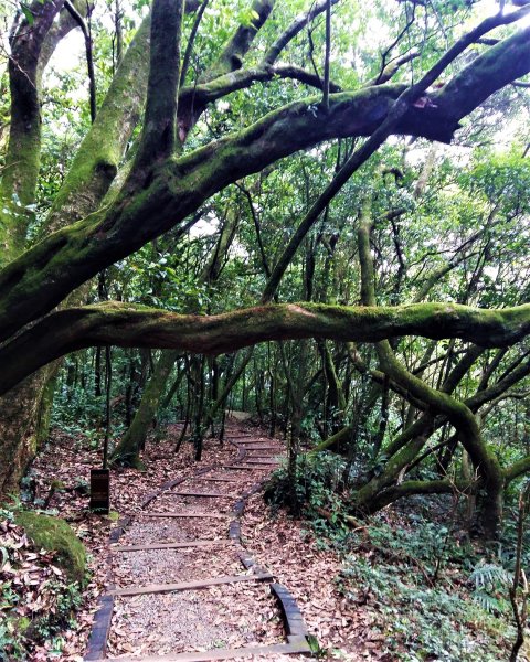 步道探訪｜七星山主東峰苗圃線1443275