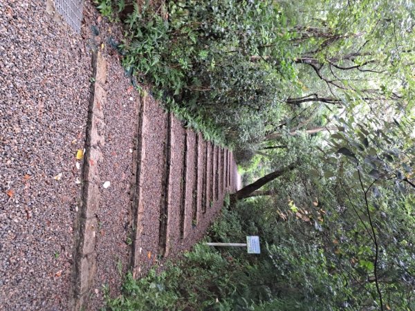 桃園石門山步道3111719