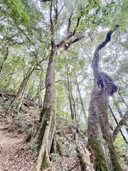 撒落一路楓紅-稍來山    2026.01.012976368