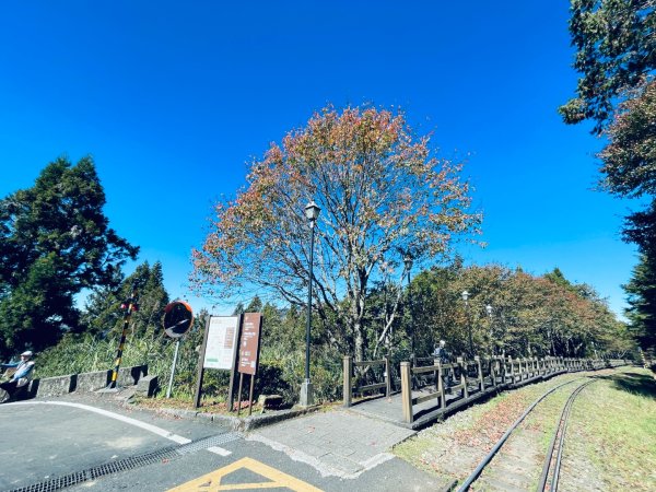 20251209 阿里山-小笠原觀景平台、祝山觀日步道2959812