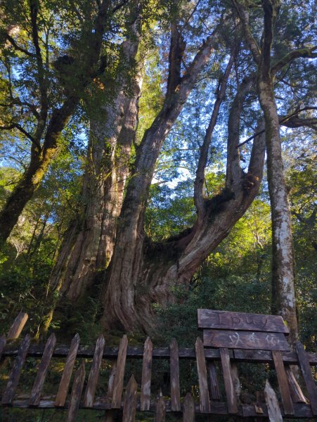 2026.01.03－鎮西堡B區神木群2981158