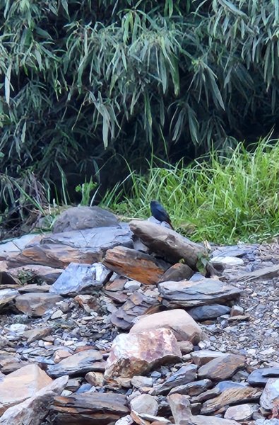 【中級山縱走】羅馬縱走，走進神木的夢幻童話森林世界2943271