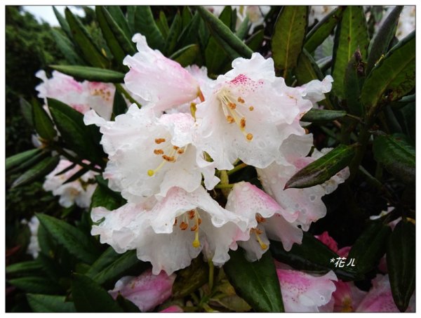 合歡石門山步道907861