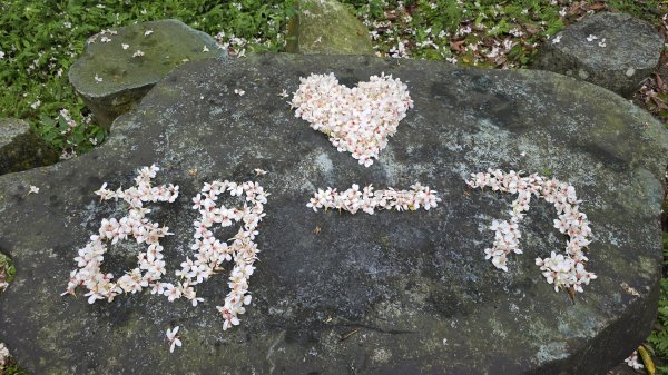 今年最美賞桐花秘境，瑪西賞桐步道，基隆七堵富民親水公園對岸。瑪陵坑溪秘境，台版亞馬遜雨林，苓蘭生態公2782131