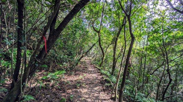 石笋古道,遇見雞母嶺2340714