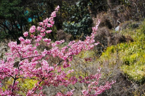 群峰迴旋 ~ 武陵情深 , 醉美櫻花撩撥誰的心弦 ?1624445