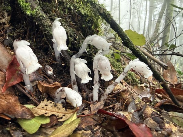 三崠連走O繞-肥崠(長壽)山-大崠山-醜崠山 202605313074259