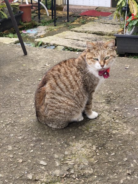 20250201孝子路步道、大巃頂2716427