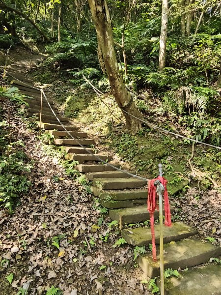 2026-0221造鎮-太極嶺-桐花公園-承天禪寺-永寧站3005801