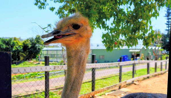 台東原生應用植物園3015254