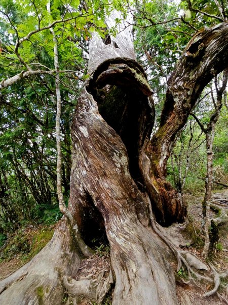 翠峰湖環山步道-(宜蘭)臺灣百大必訪步道2827564