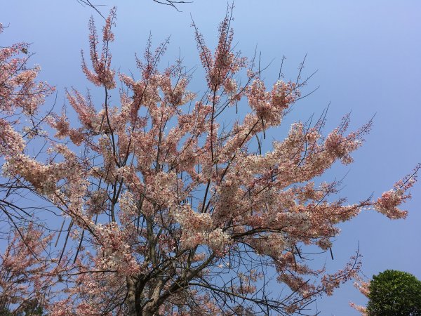 三月櫻花。花旗木＠神威天台山549816