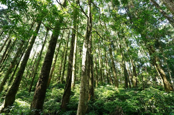 新北 烏來 大礁溪山2821590