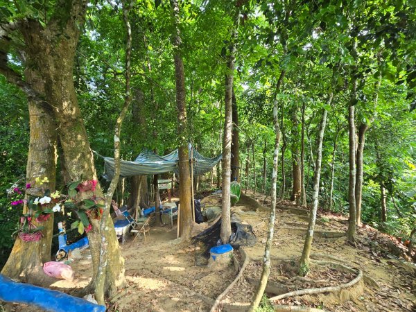 新化林場後山步道2776962