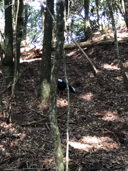 谷關七雄  老二  馬崙山  郊遊1469068