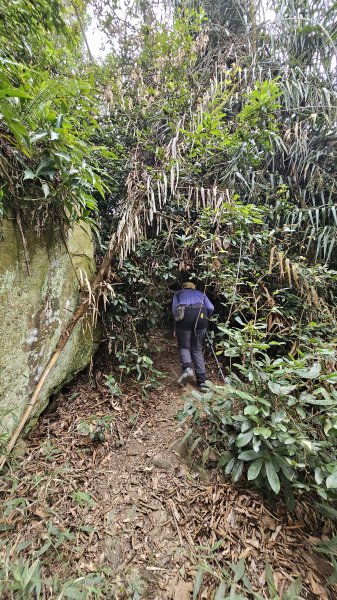 【稜線瘦如刀鋒，山形橫亙如屏風】解鎖第55座小百岳 #045 大橫屏山2932870