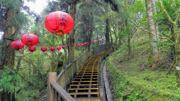 鐵杉林步道,見晴步道,鳩之澤步道2588280