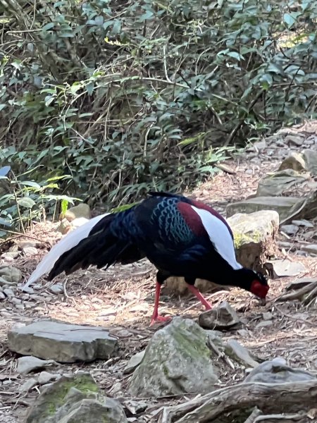 小百岳-稍來山2752439