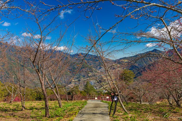 福壽山千櫻園櫻花季初開2717442