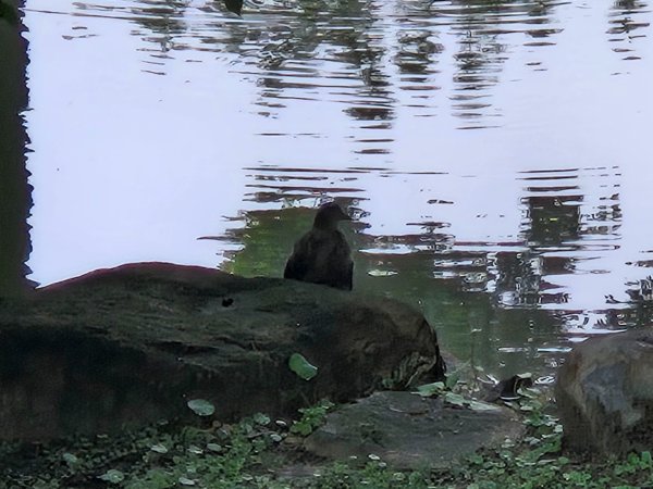 凹子底森林公園2834863