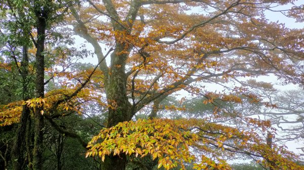 組合山 樂佩山 滿月圓山