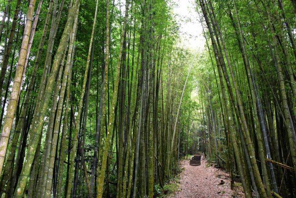 20260805阿里山石棹大凍山攀登3097055