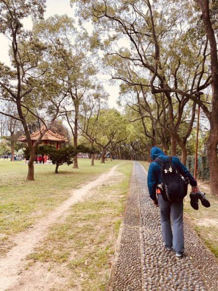 如夢似幻的四月雪-龍潭石管局-流蘇花盛開中2748626