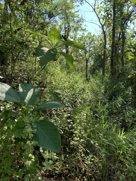 20251115台南大尖山2938084