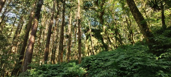 2025/12/06-光高天+南大龜+向天湖+三角湖山2957691