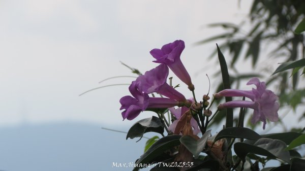 《苗栗》關刀出關｜三義關刀山出關古道(聖關段-苗56)202509052878832