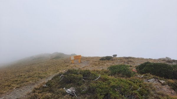 《南投》高山杜鵑盛宴｜哈哈山、石門山北峰202104181353381