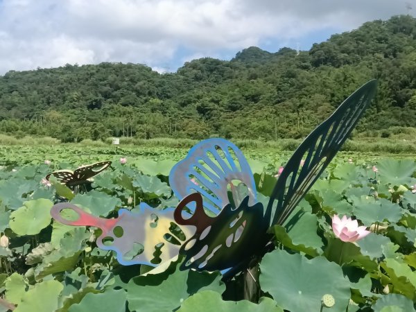 雙溪區彎穹夏日荷影2806560