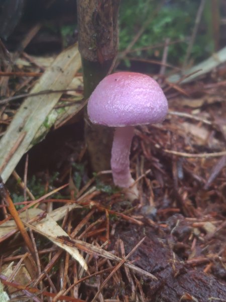 稍來小雪山國家步道、船型山、鞍馬山、鞍馬山東北峰、天池、雪山神木2799764