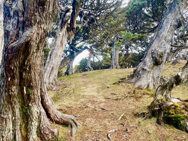 啟動高山度假模式~金牌三小隊之馬博橫斷8日2964937